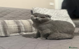 Scottish Fold cats for sale: Stunning Male lilac BSH & Grey Scottish Fold x BSH - Advert 11