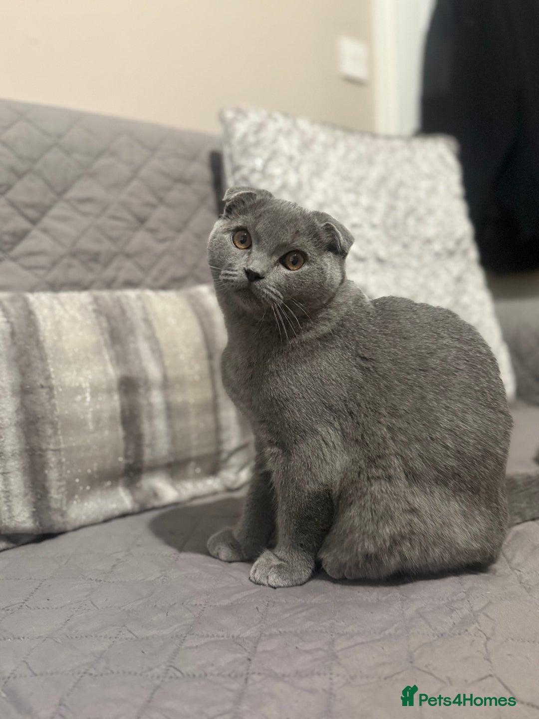 Scottish Fold cats for sale: Stunning Male lilac BSH & Grey Scottish Fold x BSH - Advert 11