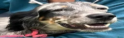 English Setter dogs for adoption: Tala  in Preston - Advert 2