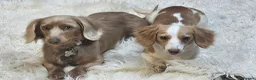 Miniature Dachshund dogs for sale: Miniature Dachshund  - Advert 27