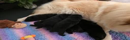 Mixed Breed dogs for sale: Gorgeous Chowador puppies. Chow x Lab - Advert 8