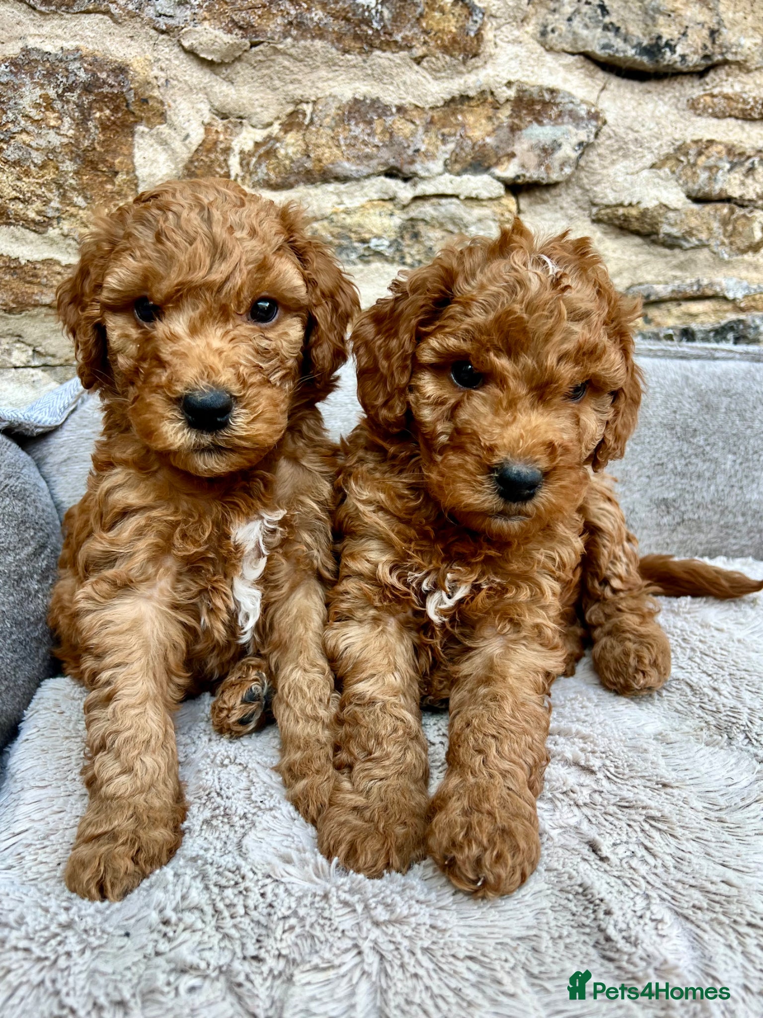 Mixed Breed dogs Exceptional Australian Doodles for loving homes 🐾 - Advert 2