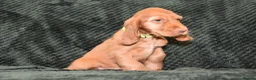 Cocker Spaniel dogs for sale:  Ready Now Kc Reg Show Type Cocker Spaniel - Advert 3