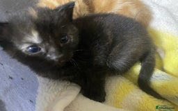 British Shorthair cats for sale: New born ginger and tortoiseshell  - Image 8