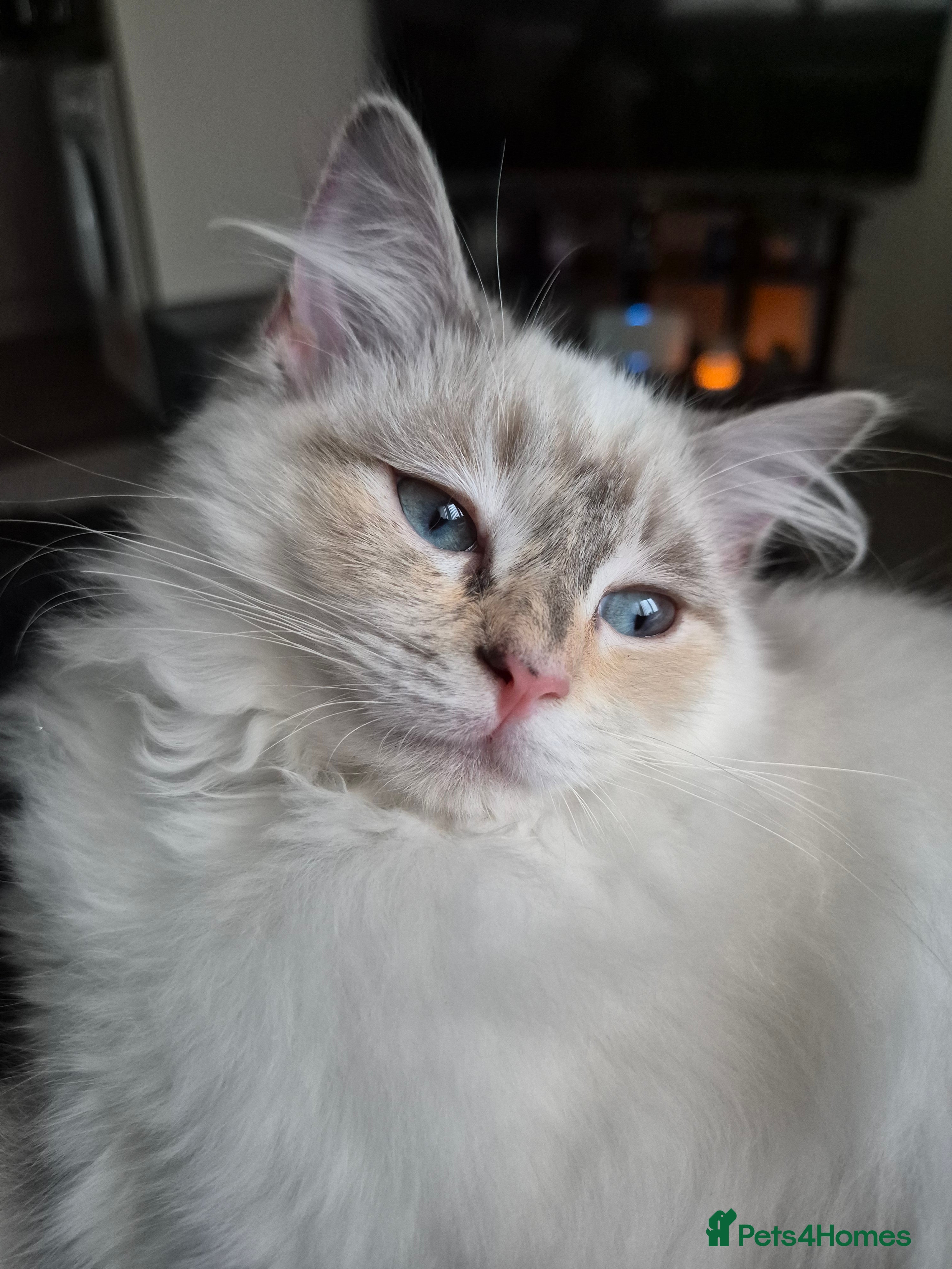 Ragdoll cats Ragdoll kitten for sale - Advert 1