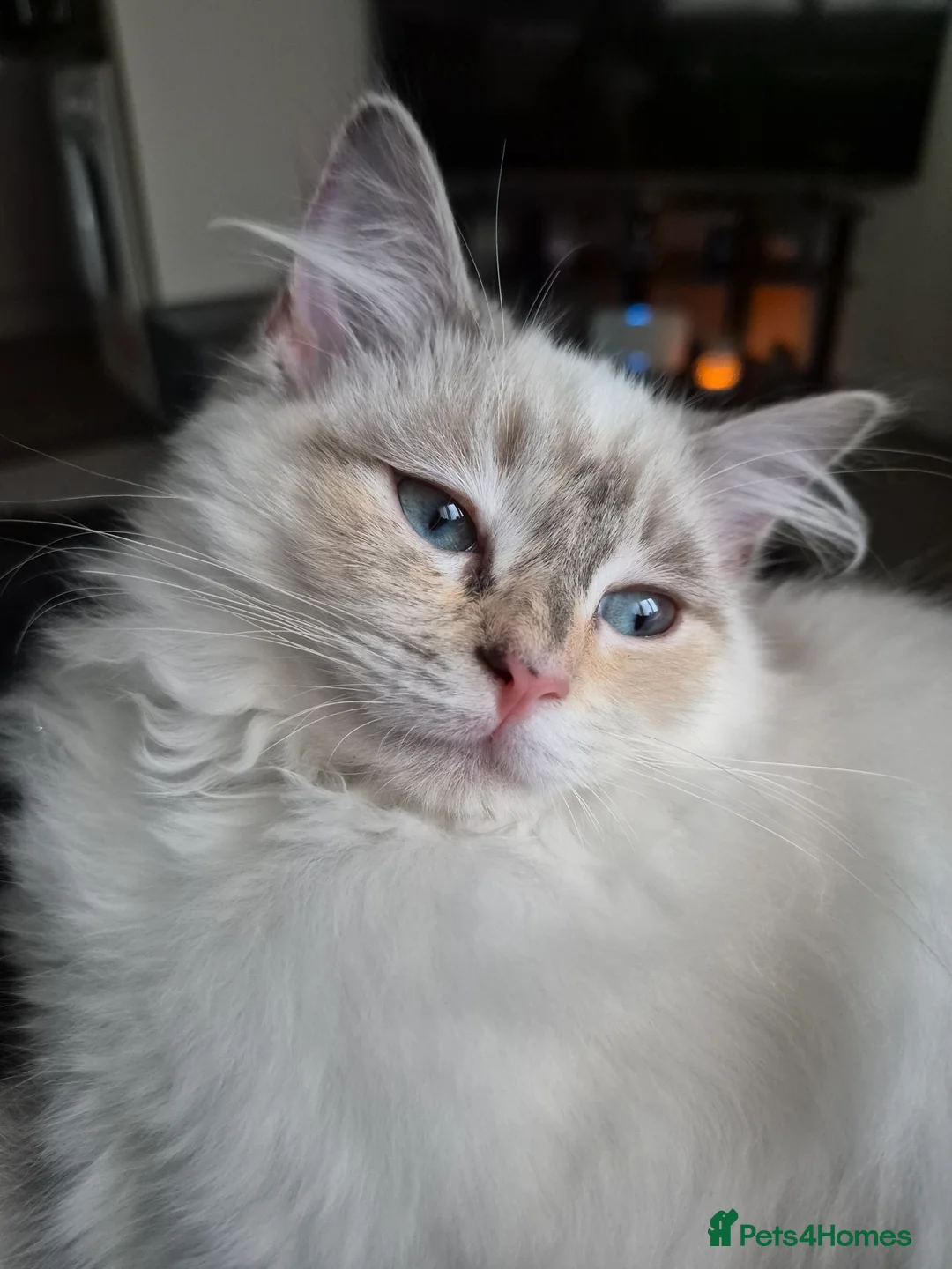 Ragdoll cats for sale: Ragdoll kitten for sale - Advert 1