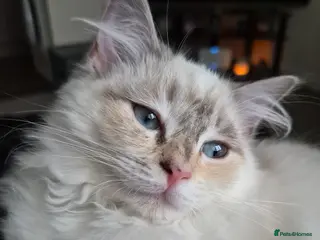 Ragdoll cats Ragdoll kitten for sale - Advert 1