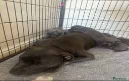 Staffordshire Bull Terrier dogs for sale: Stunning pure blue staffies - Image 36