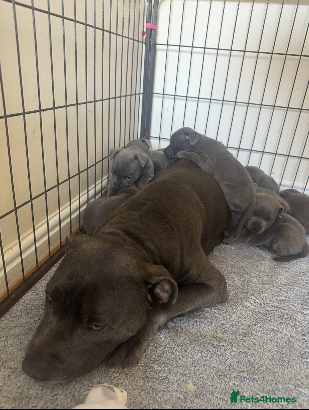 Staffordshire Bull Terrier dogs for sale: Stunning pure blue staffies - Image 36