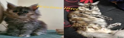 Maine Coon cats for sale: 3 maine coon kittens ready in Bury - Advert 25