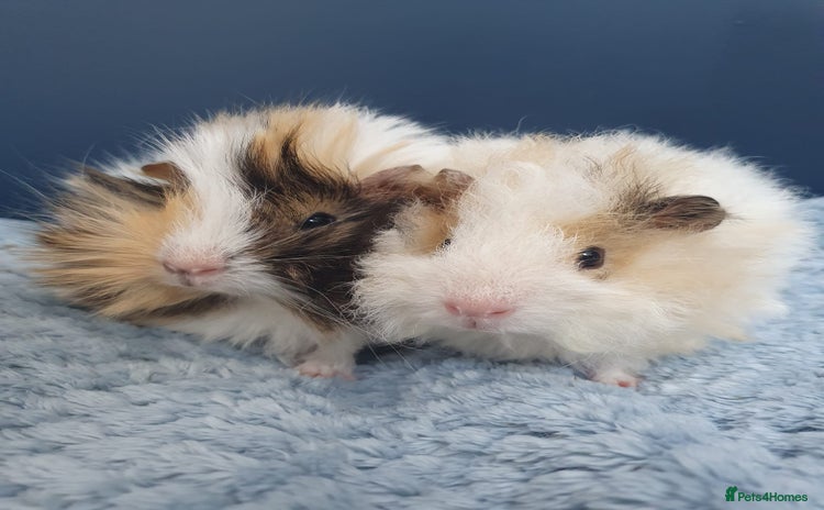 Guinea Pig rodents - Advert 1