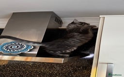 Maine Coon cats for sale: Beautiful XXL Maine Coon Boy 3 Months Old  - Advert 4