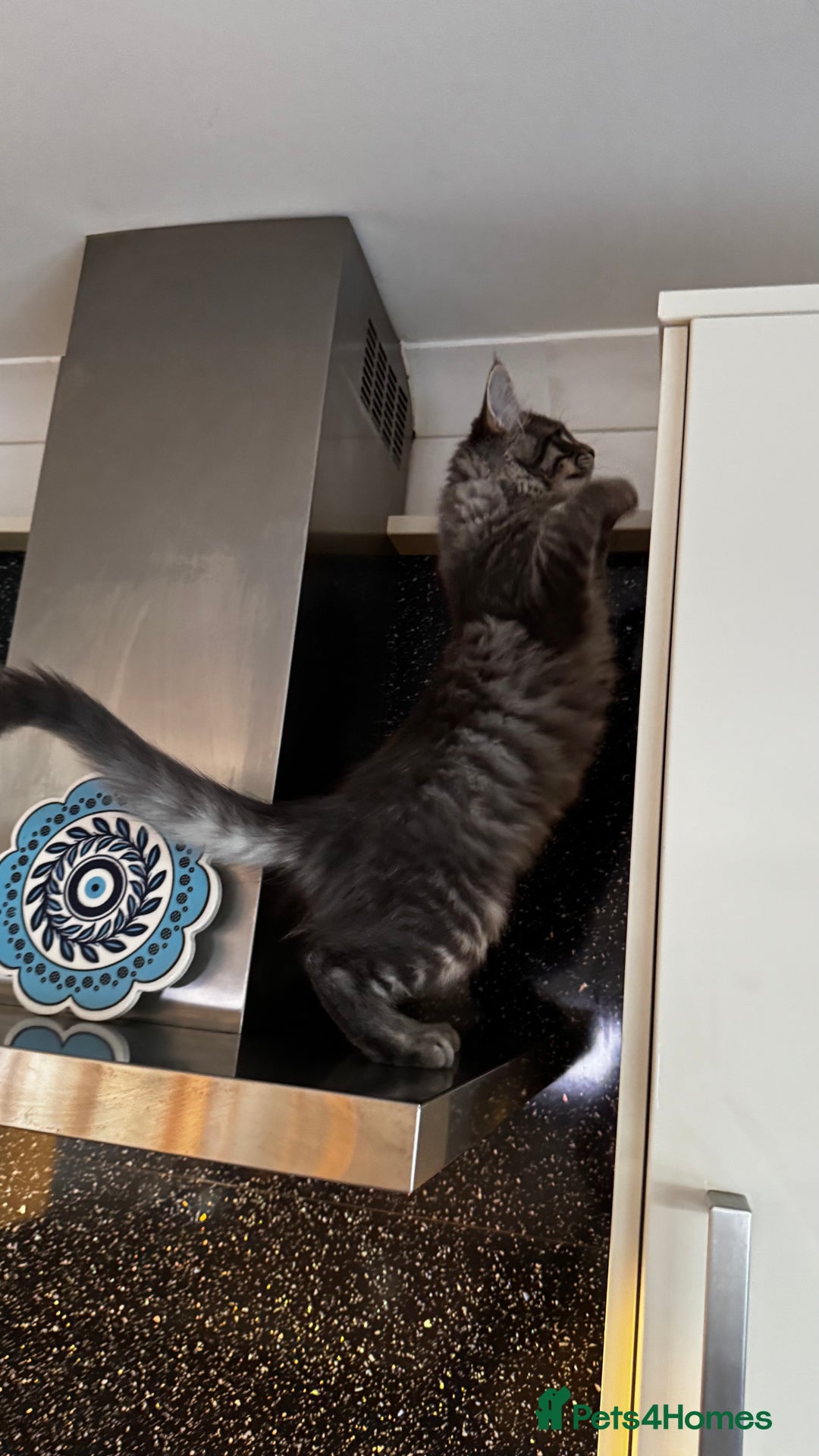 Maine Coon cats for sale: Beautiful XXL Maine Coon Boy 3 Months Old  - Advert 4