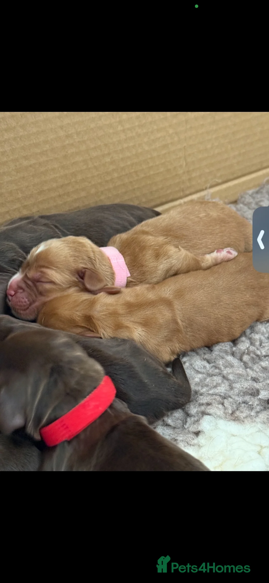 Cocker Spaniel dogs for sale: Outstanding cocker spaniel puppies in Leeds - Advert 11