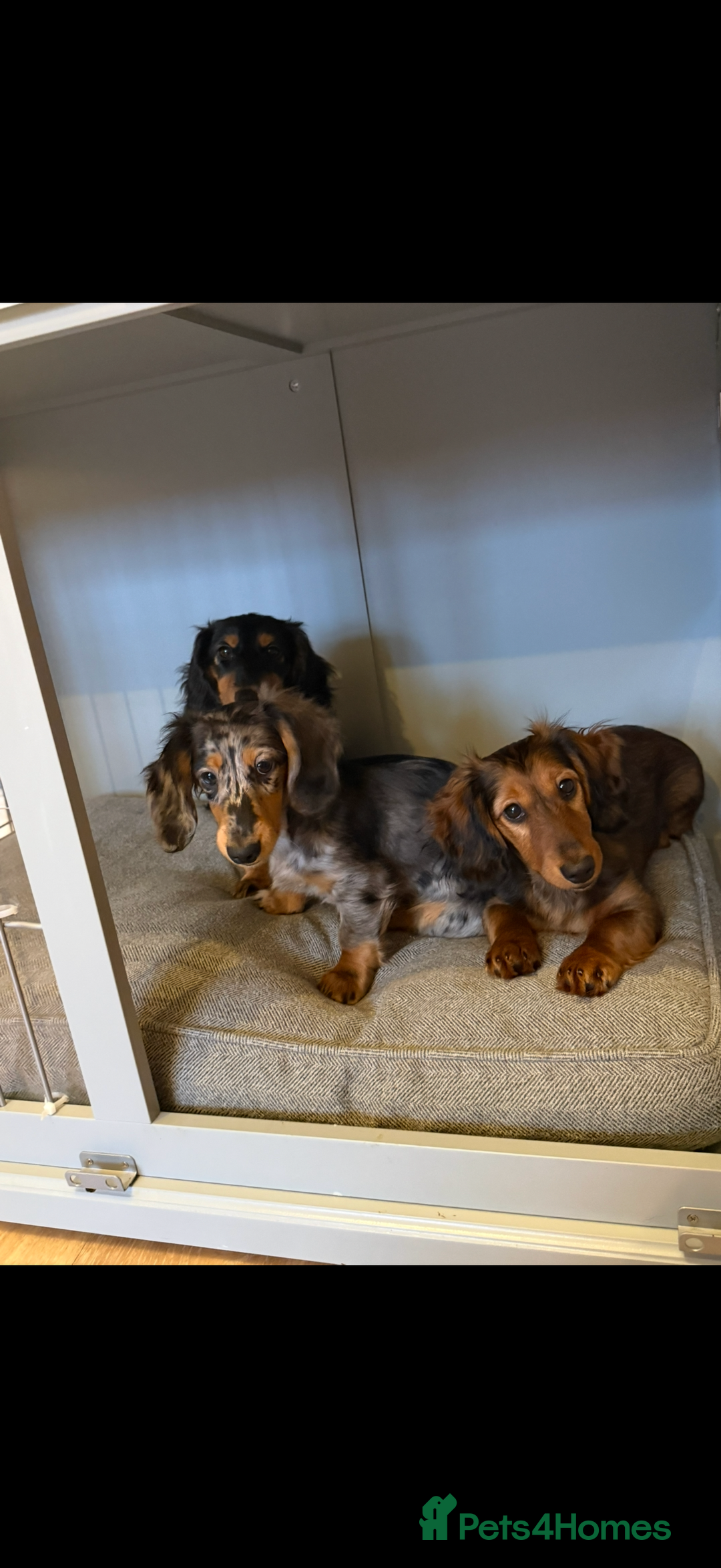Dachshund dogs for sale: Hector and Ariana  - Advert 5