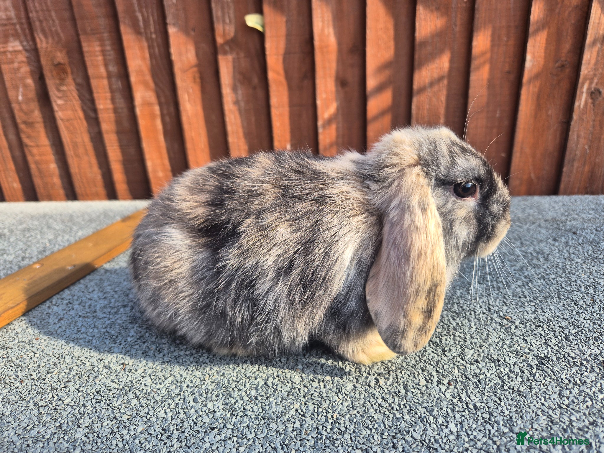 Mini Lop rabbits 💙 ready NOW ❤️  - Advert 2