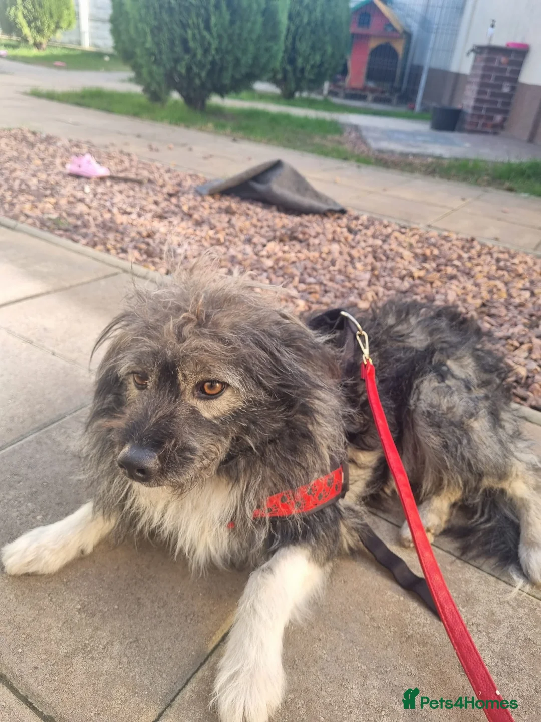 Mixed Breed dogs for sale: STORMY – s Superb young boy for a Loving Home - Advert 1
