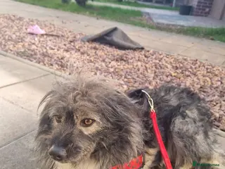 Mixed Breed dogs STORMY – s Superb young boy for a Loving Home - Advert 1