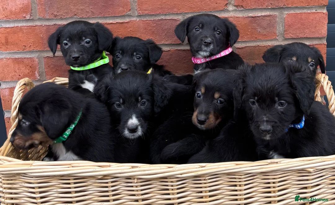 Mixed Breed dogs for sale: Cocker X Collie Puppies - Advert 3