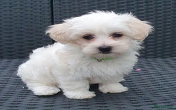 Maltese dogs for sale: Maltese Puppy KC Registred 9 weeks old London EN5 - Image 17