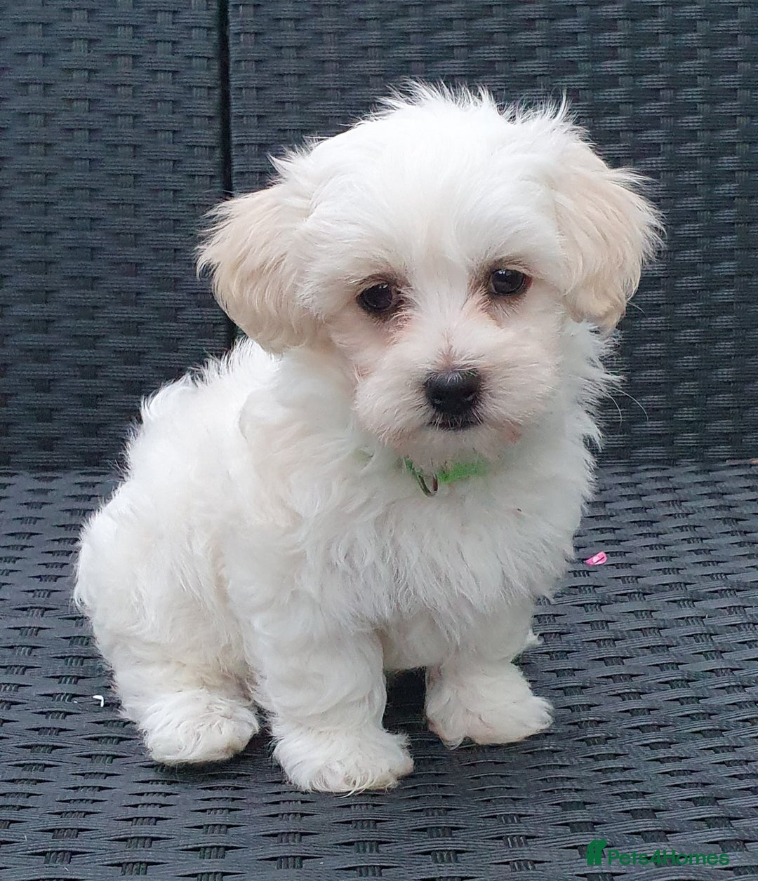 Maltese dogs for sale: Maltese Puppy KC Registred 9 weeks old London EN5 - Image 17