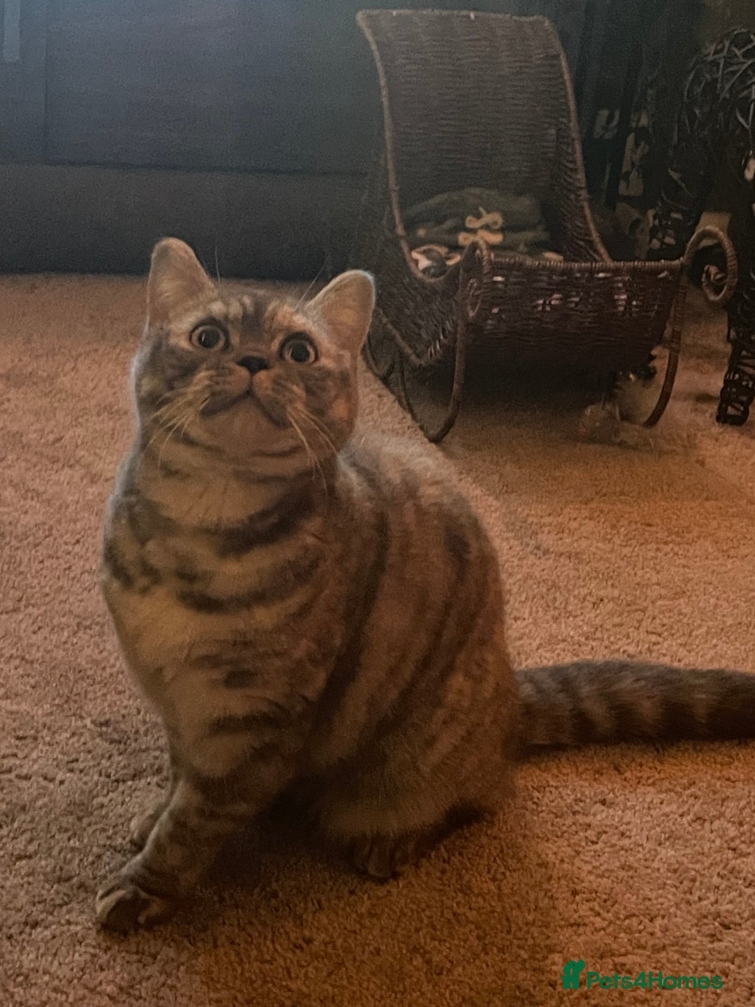 British Shorthair cats for sale: GCCf girl 9 months old. - Advert 4