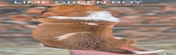 Basset Hound dogs for sale: KC BASSET HOUND PUPPIES FROM HEALTH TESTED PARENTS - Advert 15