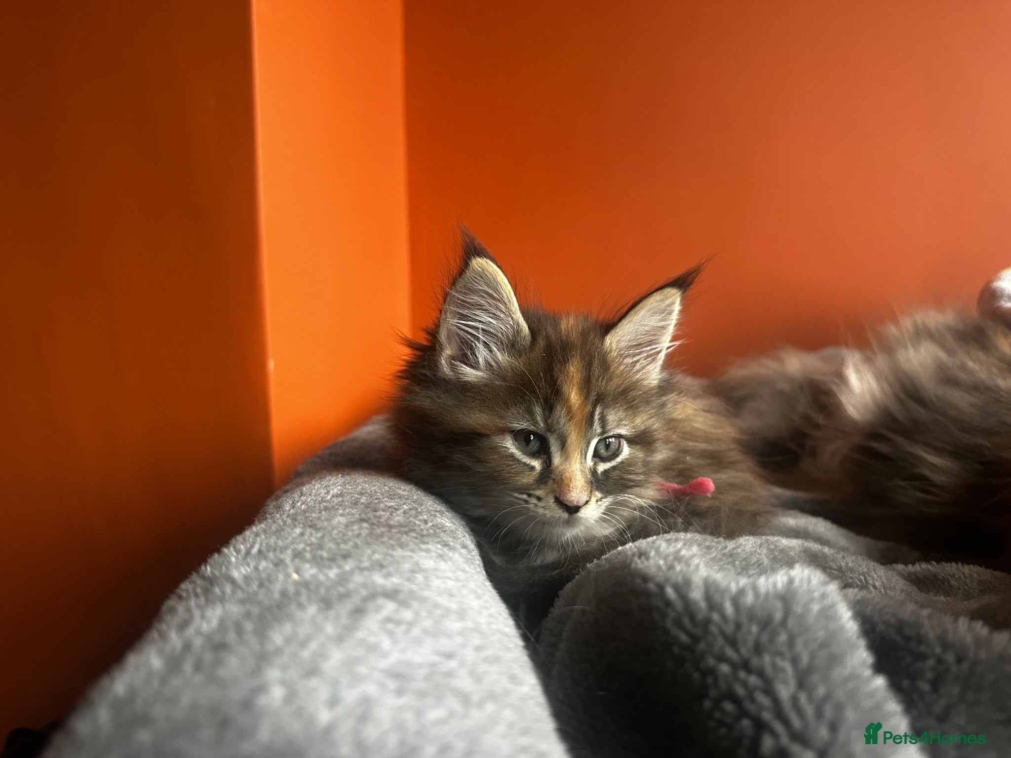 Maine Coon cats 💗READY NOW - 2 TORBIE GIRLS LEFT 🩷 - Advert 16
