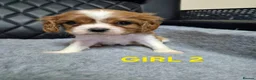 Cavalier King Charles Spaniel dogs for sale: Cavalier King Charles Spaniel  - Advert 15