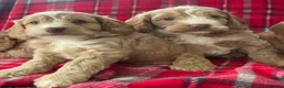Cockapoo dogs for sale: SHOW TYPE MINIATURE F1 COCKAPOO PUPPIES - Advert 3