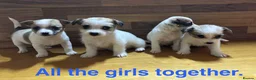 Mixed Breed dogs for sale: **Gorgeous Jack Russell × Bichon Frise Puppies - Advert 12