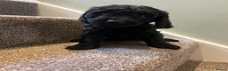 Cockapoo dogs for sale: Lovely litter of black F2 cockapoos  - Advert 1