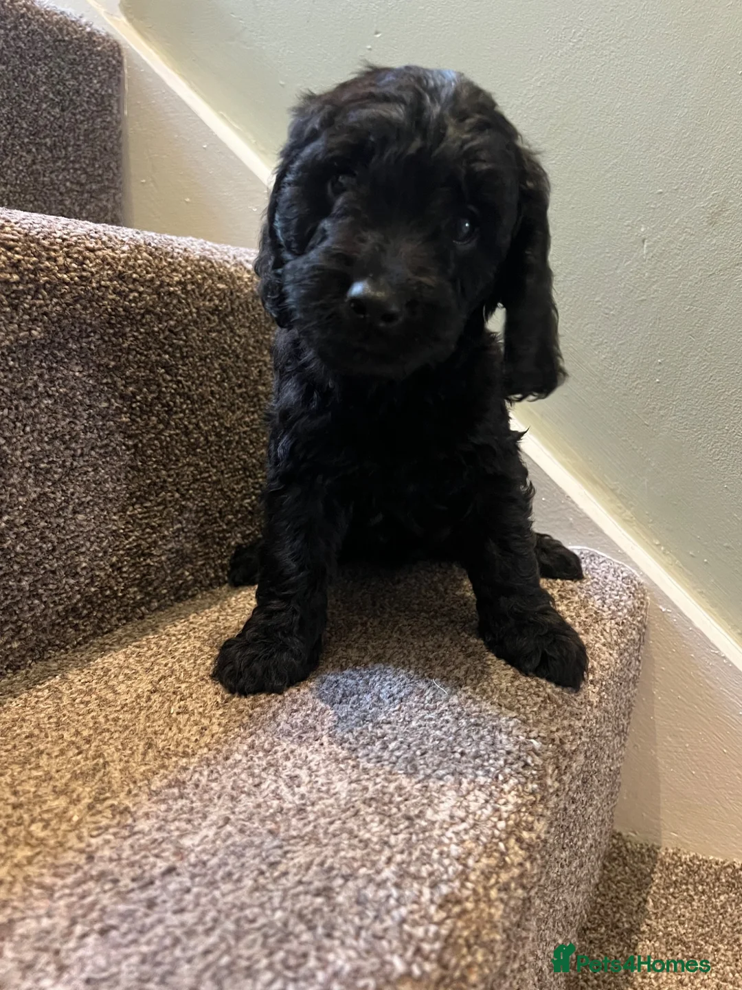 Cockapoo dogs for sale: Lovely litter of black F2 cockapoos  - Advert 1