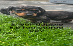 Miniature Dachshund dogs for sale: Beautiful kc registered miniature dachshunds  - Image 29