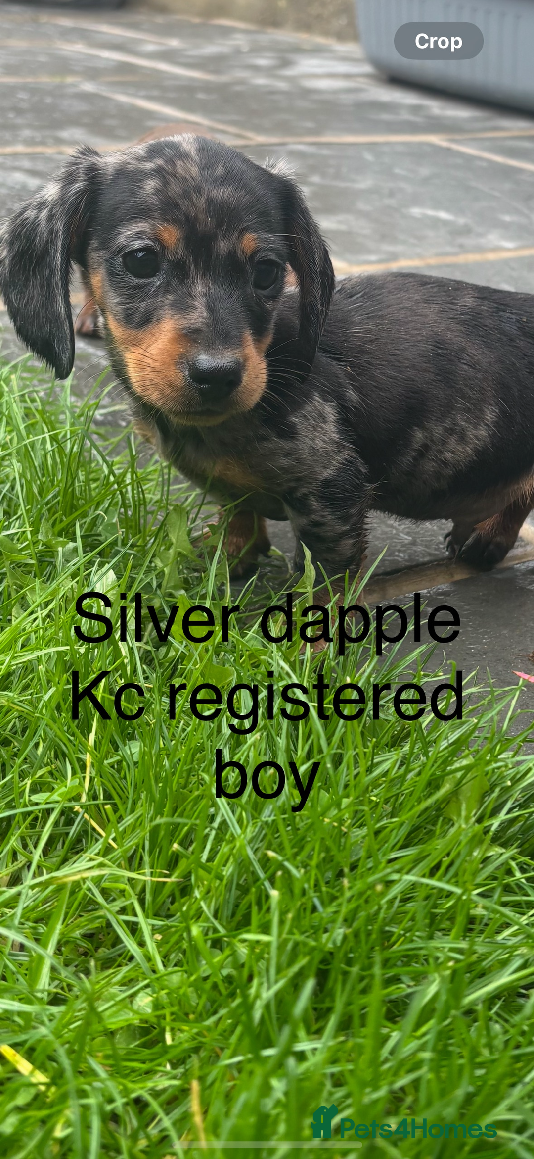 Miniature Dachshund dogs for sale: Beautiful kc registered miniature dachshunds  - Image 29