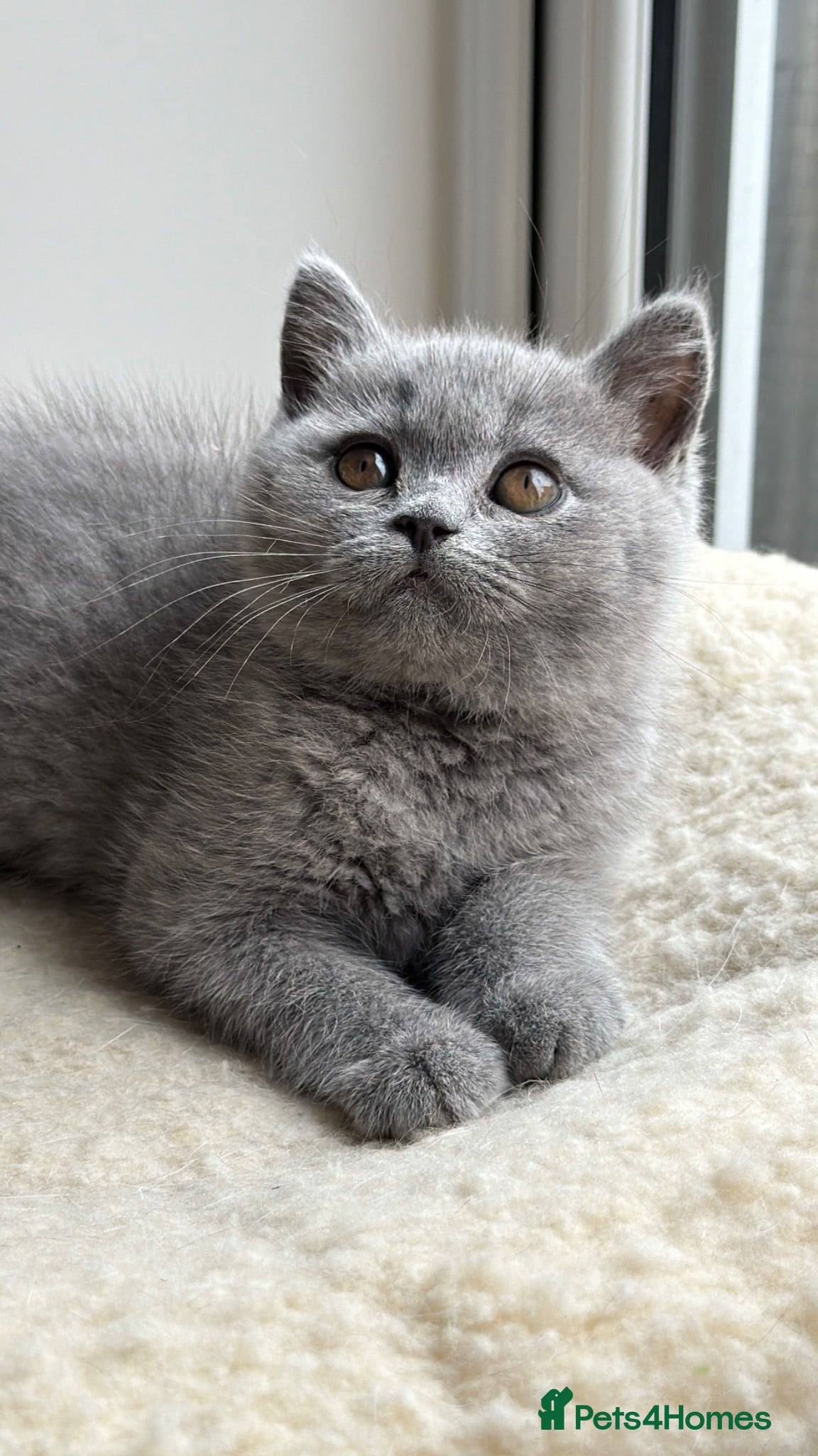 British Shorthair cats Blue BSH kittens excellent quality Tica reg - Advert 1