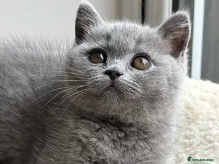 British Shorthair cats Blue BSH kittens excellent quality Tica reg - Advert 1