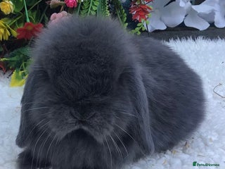 Mini Lop rabbits Mini lop buck - Advert 2