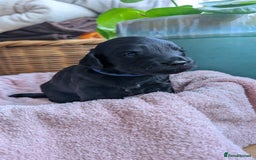 Cockapoo dogs for sale: Adorable Puppies Looking for Their Forever Homes! - Image 24