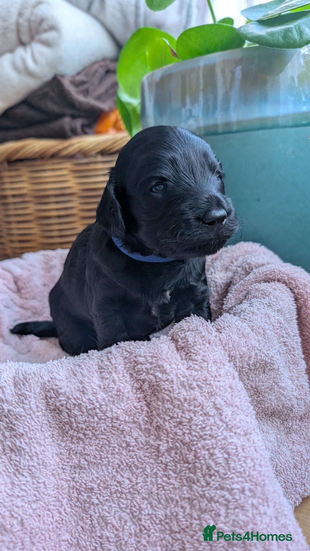 Cockapoo dogs for sale: Adorable Puppies Looking for Their Forever Homes! - Image 24