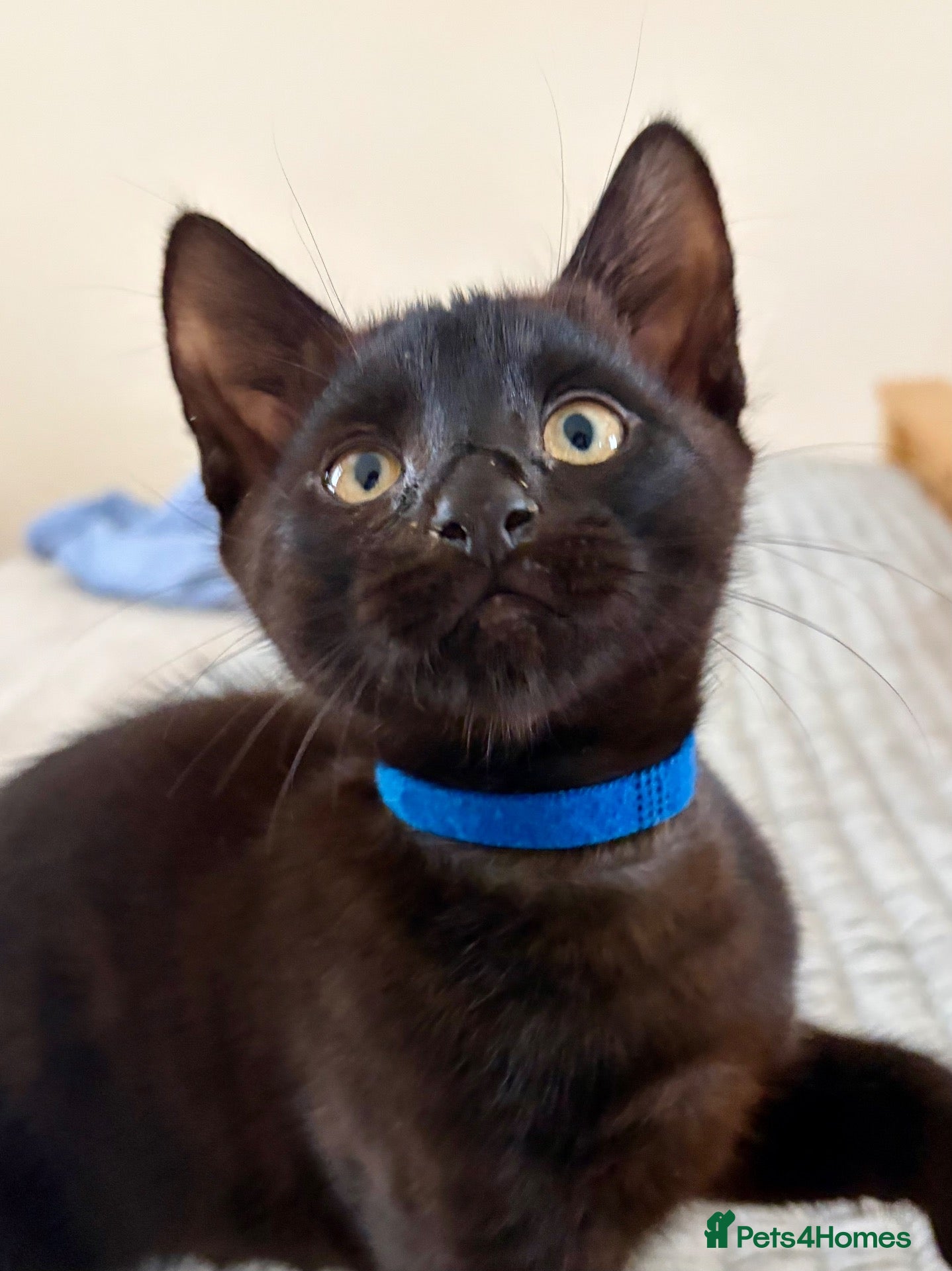 Mixed Breed cats Precious Slinky Fur Babies - Advert 1