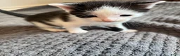 Mixed Breed cats for sale: Gorgeous Snowshoe, Black/White, Black Kittens 🐱 - Advert 2