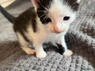 Mixed Breed cats Gorgeous Snowshoe, Black/White, Black Kittens 🐱 - Advert 2