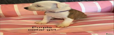 Staffordshire Bull Terrier 8