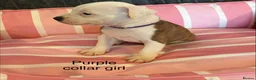 Staffordshire Bull Terrier dogs for sale: Stunning litter of Staffies  - Advert 28