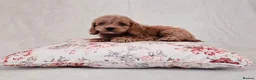 Cockapoo dogs for sale: Toy Teddy Bear Cockapoo Puppies - Advert 8