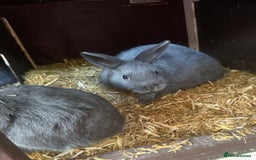 Netherland Dwarf rabbits for sale: Netherland Dwarf babies looking for new homes - Image 4