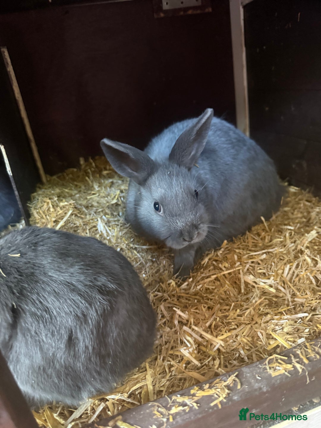 Netherland Dwarf rabbits for sale: Netherland Dwarf babies looking for new homes - Image 4