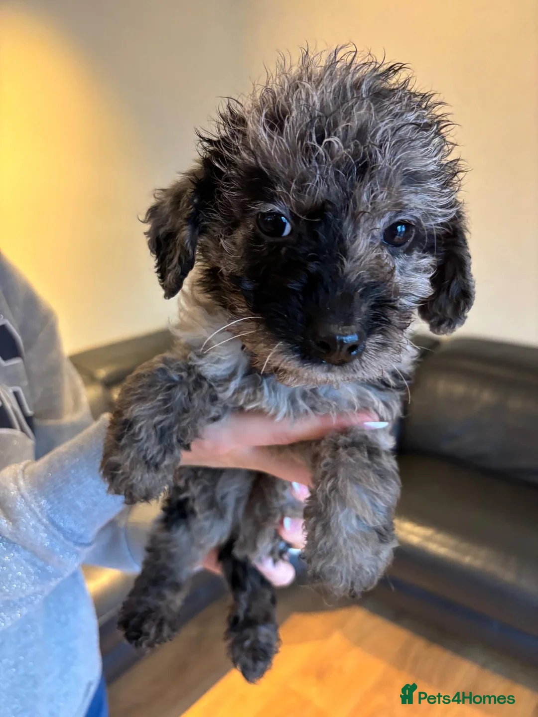 Labradoodle dogs for sale: Stunning Merle labradoodle puppies!!! - Advert 2