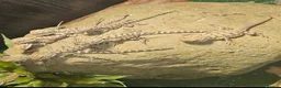Bearded Dragon reptiles for sale: Baby Rankin's Dragons - Advert 3